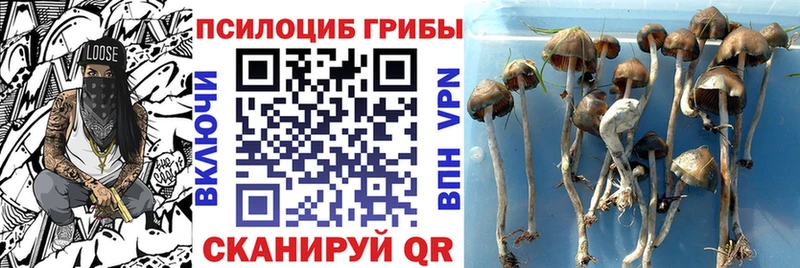 Галлюциногенные грибы Psilocybine cubensis  цены   Дмитровск 